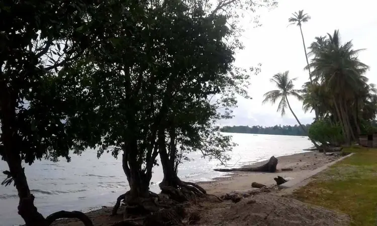 Pepohonan di sepanjang pesisir pantai